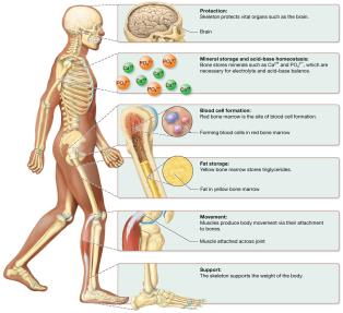 Functions of the skeletal system