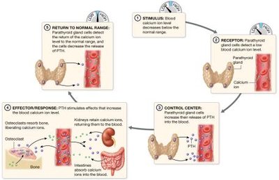 Negative feedback loop for calcium homeostasis