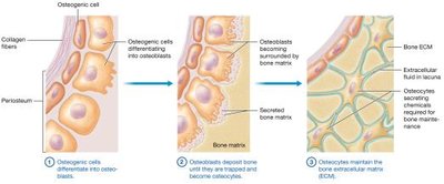 Functions of osteoblasts and osteocytes