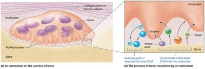 Function of osteoclasts