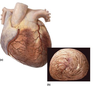 Heart and pericardial cavity