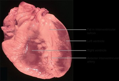 External anatomy of the heart