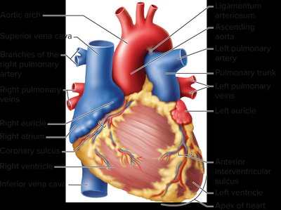 External anatomy of the heart