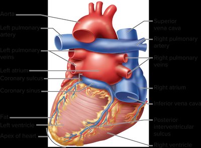 Internal anatomy of the heart