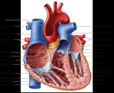 Internal anatomy of the heart