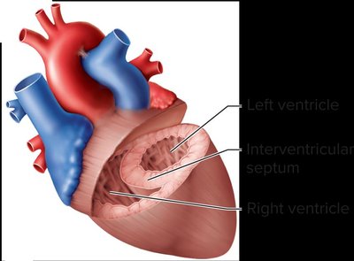 Internal anatomy of the heart