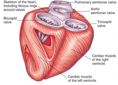 Fibrous rings and cardiac skeleton