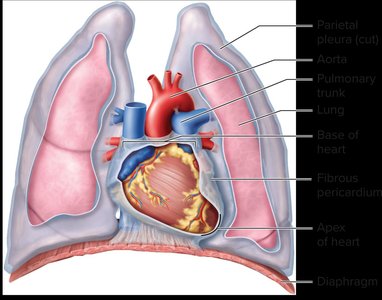 Heart position in thoracic cavity