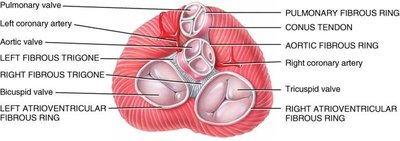 Fibrous rings and cardiac skeleton