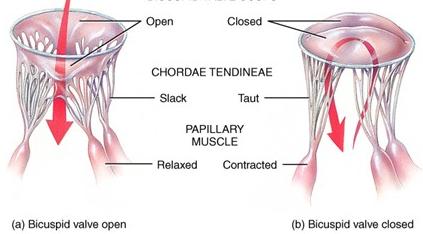 Mitral and aortic valves