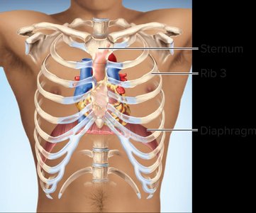 Heart position relative to rib cage
