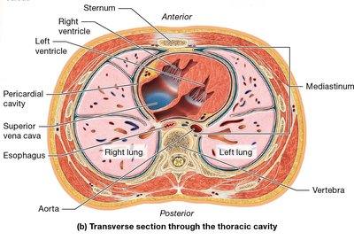 Transverse section through thoracic cavity
