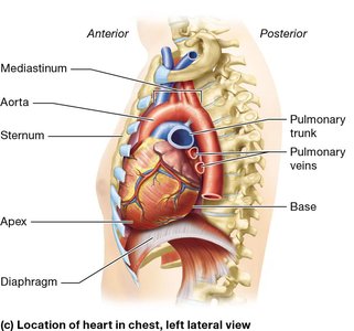 Heart lateral view in chest