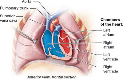Heart chambers, anterior view