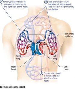 Pulmonary circuit