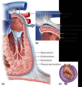 Pericardium and heart wall layers