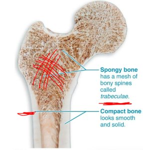 Structure of compact and spongy bone in a femur