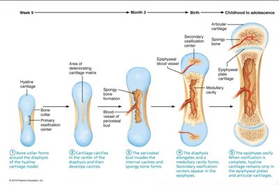 Stages of endochondral ossification in long bone development