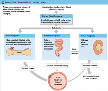 Factors that decrease blood calcium levels