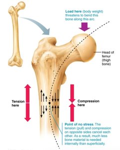 Mechanical stress and bone remodeling in the femur
