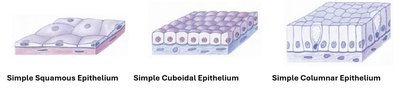Shapes of Epithelial Cells: Simple Squamous, Simple Cuboidal, Simple Columnar