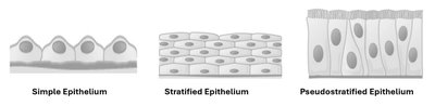 Epithelial Cell Layers: Simple, Stratified, Pseudostratified