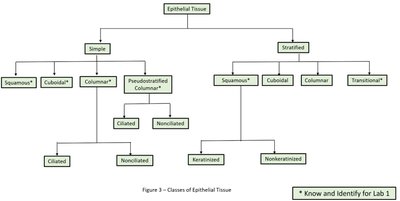 Classification of Epithelial Tissue