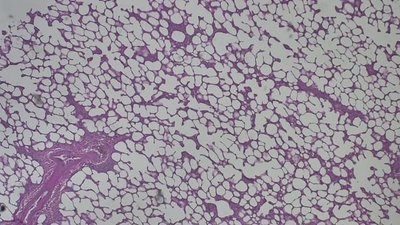 Simple Cuboidal Epithelium under microscope