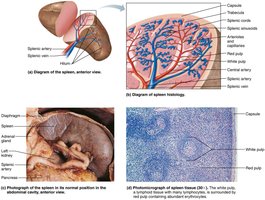 Peyer's patches and appendix in the digestive tract