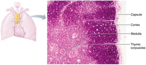 Anatomy and histology of the thymus