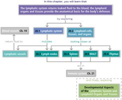 Lymphatic system chapter overview flowchart