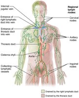 Distribution of lymphatic vessels in the human body