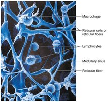 Microscopic view of lymphoid tissue with labeled cells