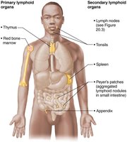 Primary and secondary lymphoid organs in the human body