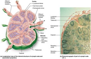Internal structure and histology of a lymph node