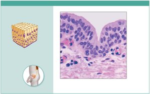 Photomicrograph of stratified columnar epithelium in male urethra