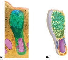 Diagram of goblet cell showing mucin vesicles and microvilli