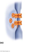 Diagram of gap junctions between epithelial cells