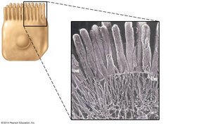 Electron micrograph of microvilli on epithelial cell surface