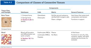 Table comparing classes of connective tissues (part 2)