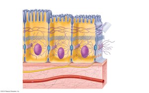 Diagram of epithelial tissue showing cell junctions, cilia, microvilli, and basement membrane