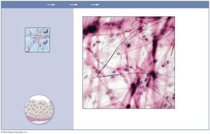 Photomicrograph of areolar connective tissue