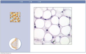 Photomicrograph of adipose tissue