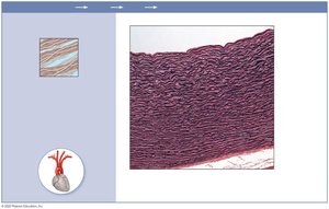 Photomicrograph of elastic connective tissue in aorta