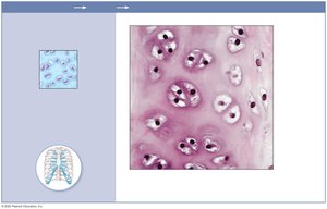 Photomicrograph of hyaline cartilage in costal cartilage
