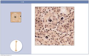 Photomicrograph of bone tissue cross-section