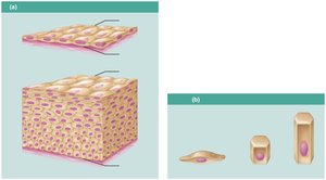 Diagram showing classification of epithelia by layers and cell shape