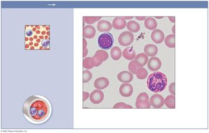 Photomicrograph of blood smear showing red and white blood cells