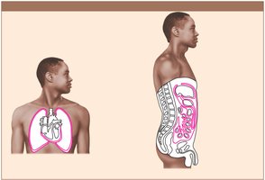 Diagram of serous membranes around organs