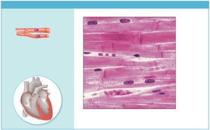 Photomicrograph of cardiac muscle tissue